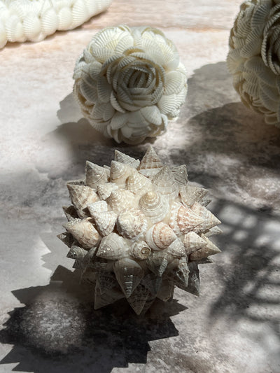 Shell decor
