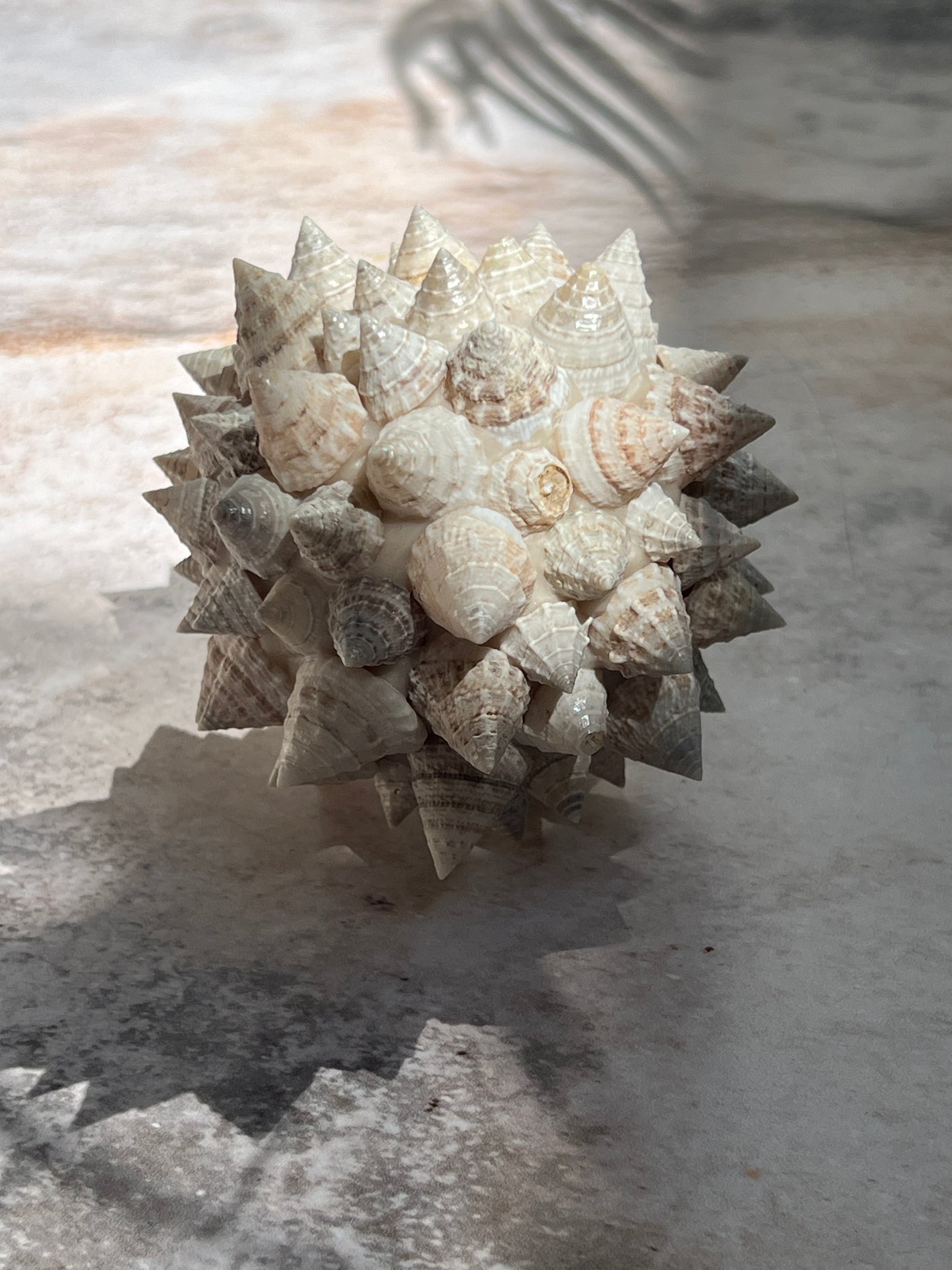 Shell decor