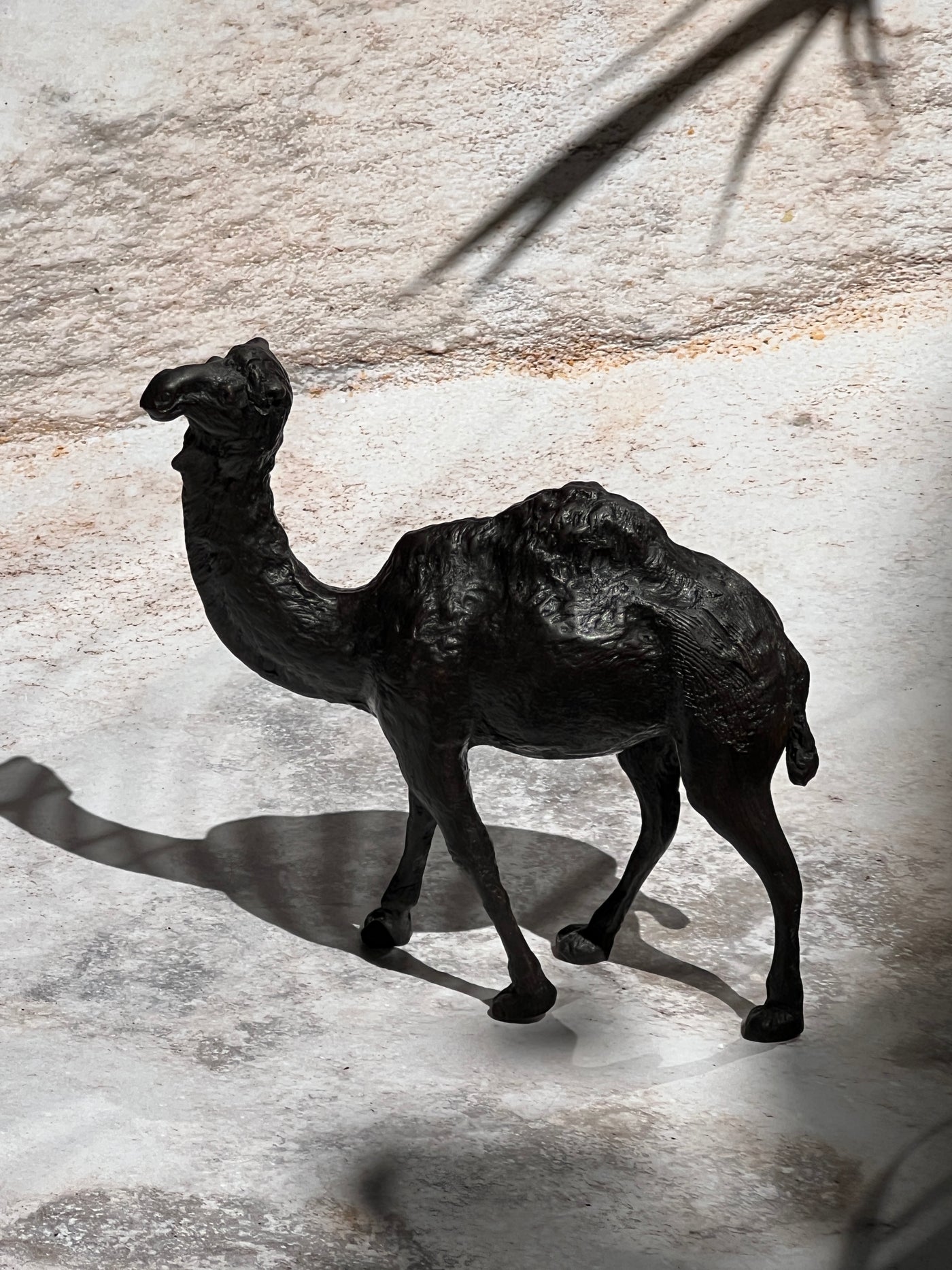 Black best sale camel pictures